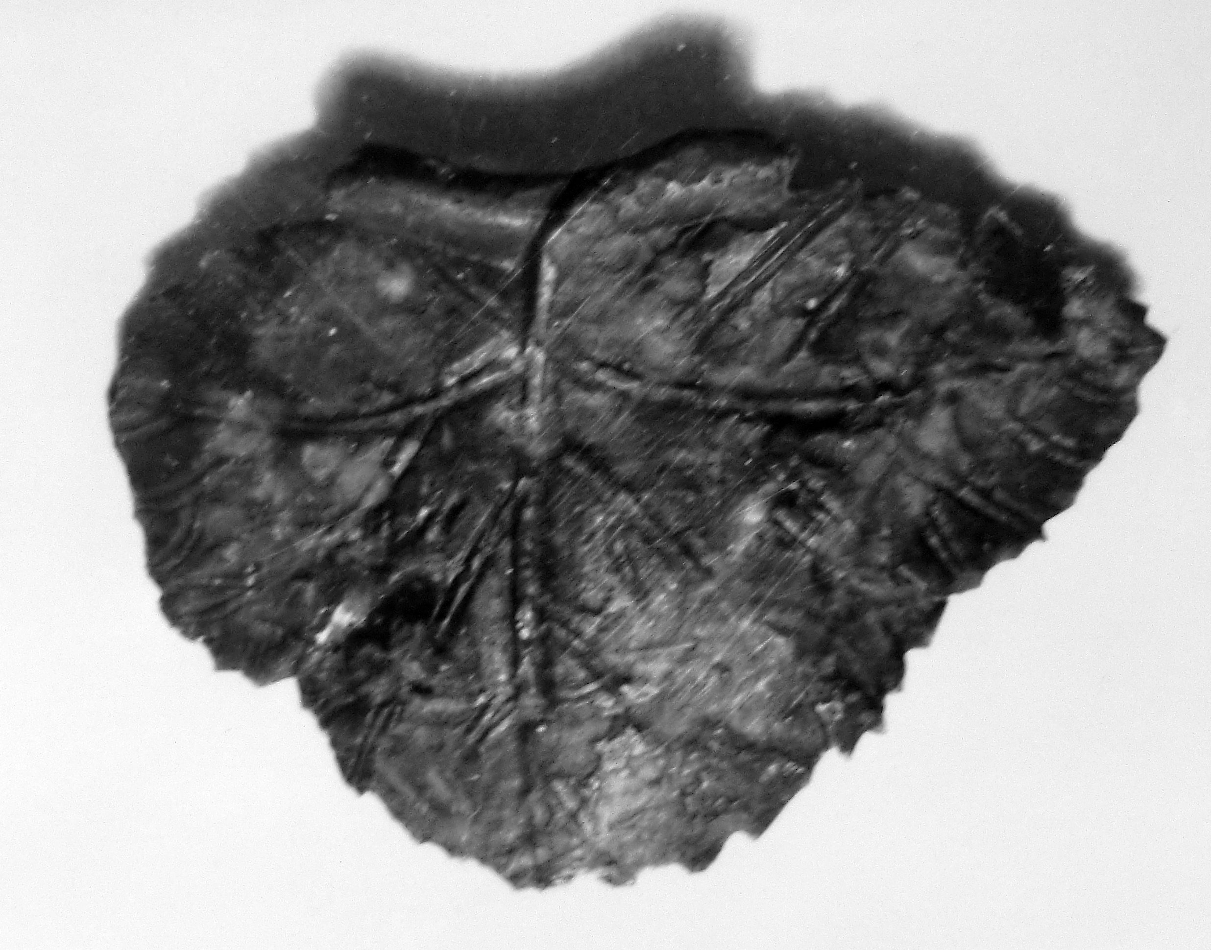 foglia di vite (oggetto non identificato) (sec. I d.C)