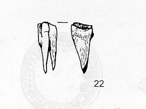 scalpello - ambito longobardo (seconda metà sec. VI d. C)