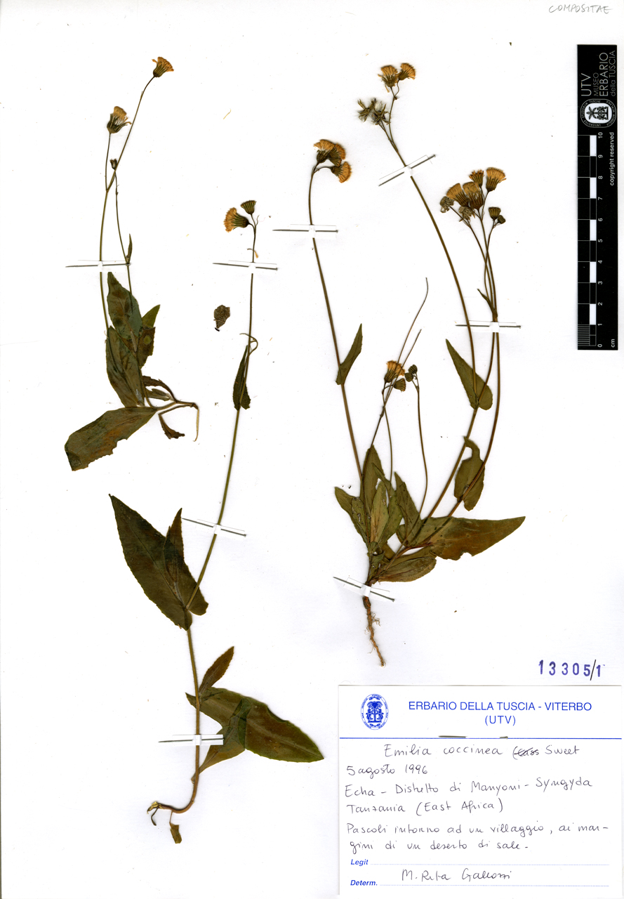 Emilia coccinea Sweet - campione (1996/08/05)