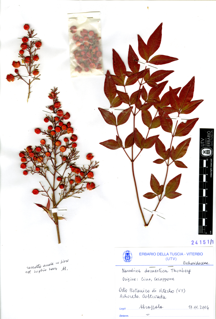 Nandina domestica Thunberg - campione (2004/11/17)