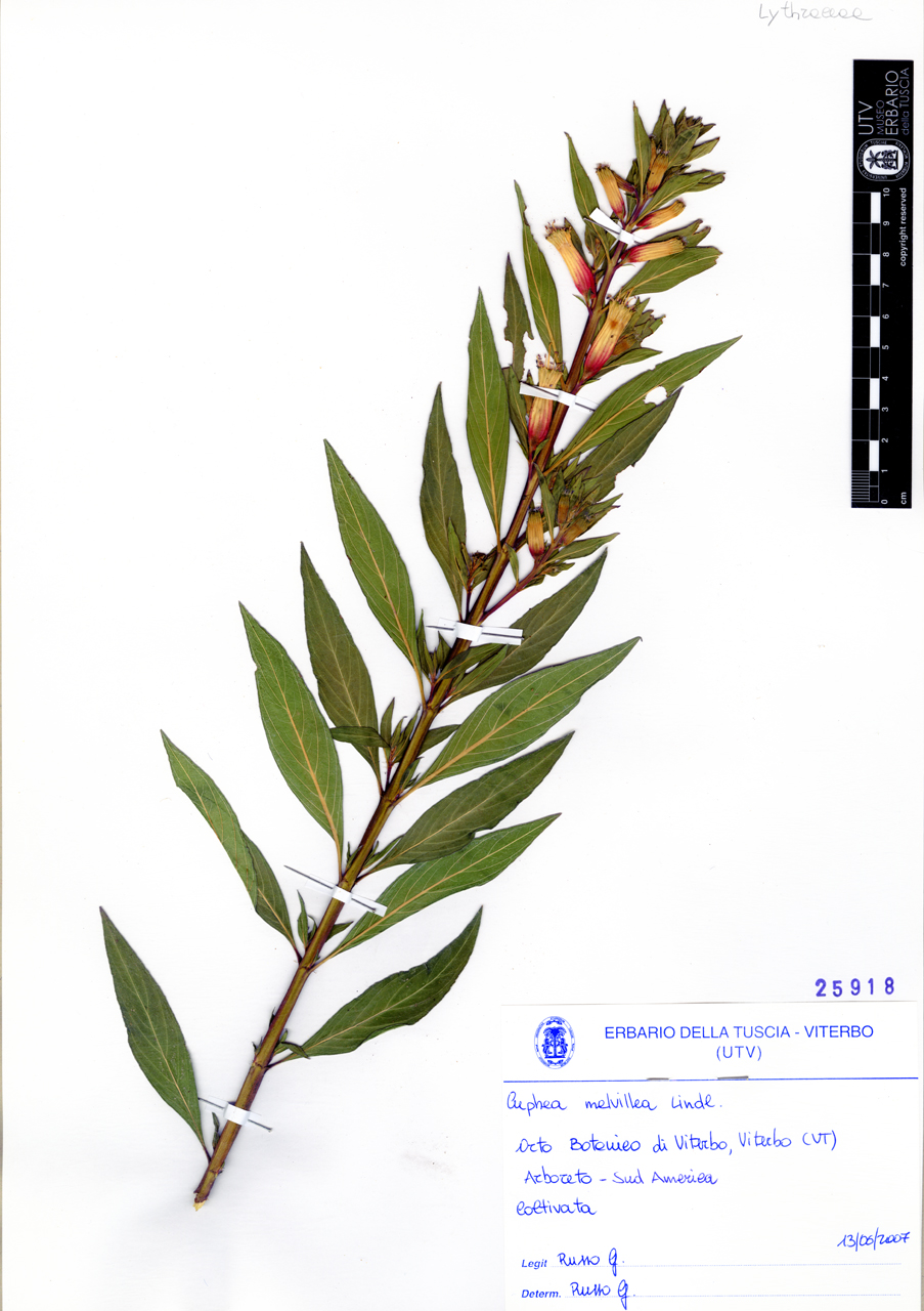 Cuphea melvillea Lindl - campione (2007/06/13)