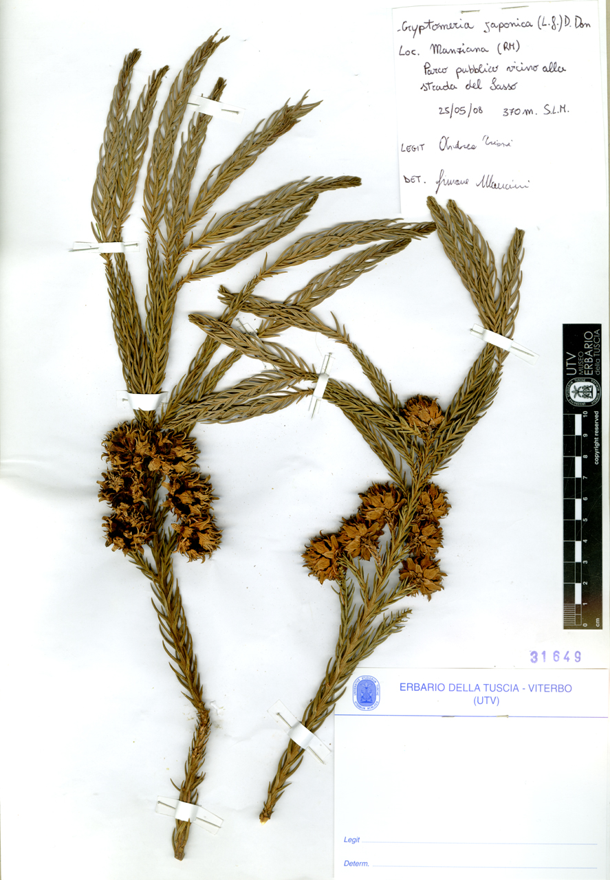 Cryptomeria japonica (L. f.) D. Don - campione (2008/05/25)