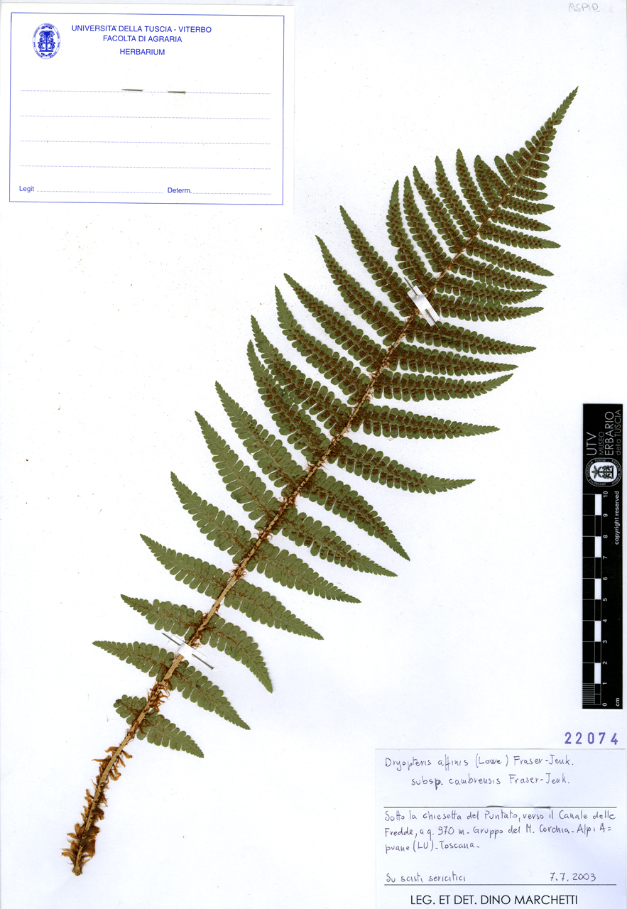 Dryopteris affinis (Lowe) Fraser-Jenk. subsp. cambrensis Fraser-Jenk - campione (2003/07/07)