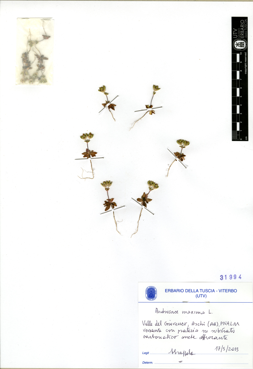 Androsace maxima L - campione (2013/05/17)