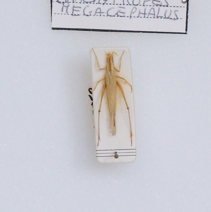 Brachytrupes megacephalus (esemplare)