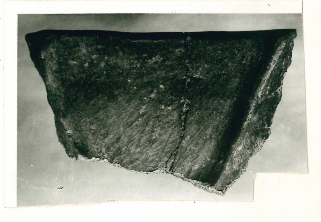 tazza (Media età del Bronzo)