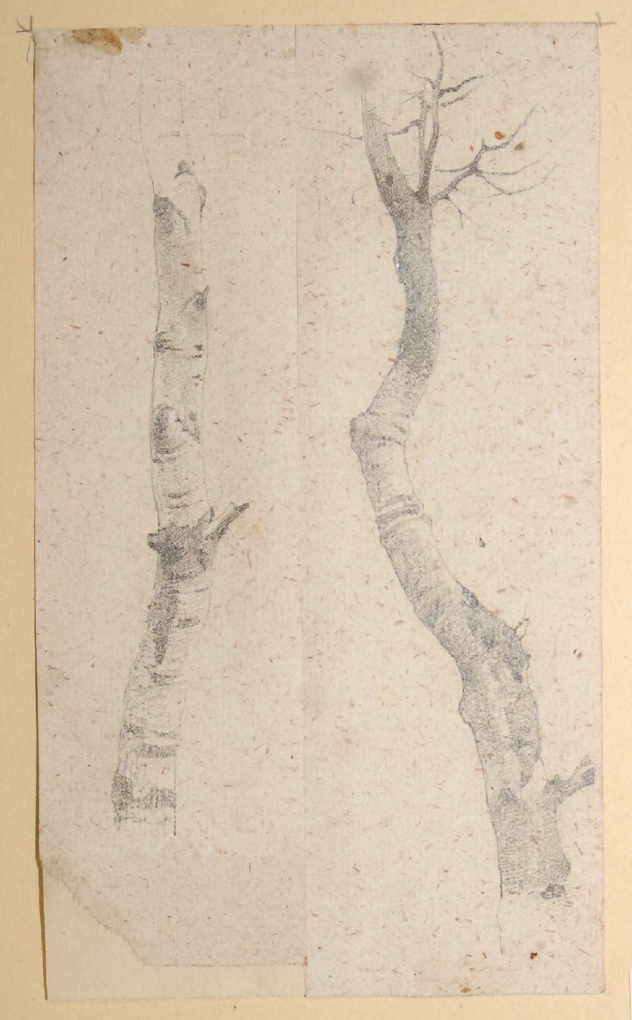 studi di tronchi d’albero nodosi (disegno, opera isolata) di Bruzzi Stefano (sec. XIX)