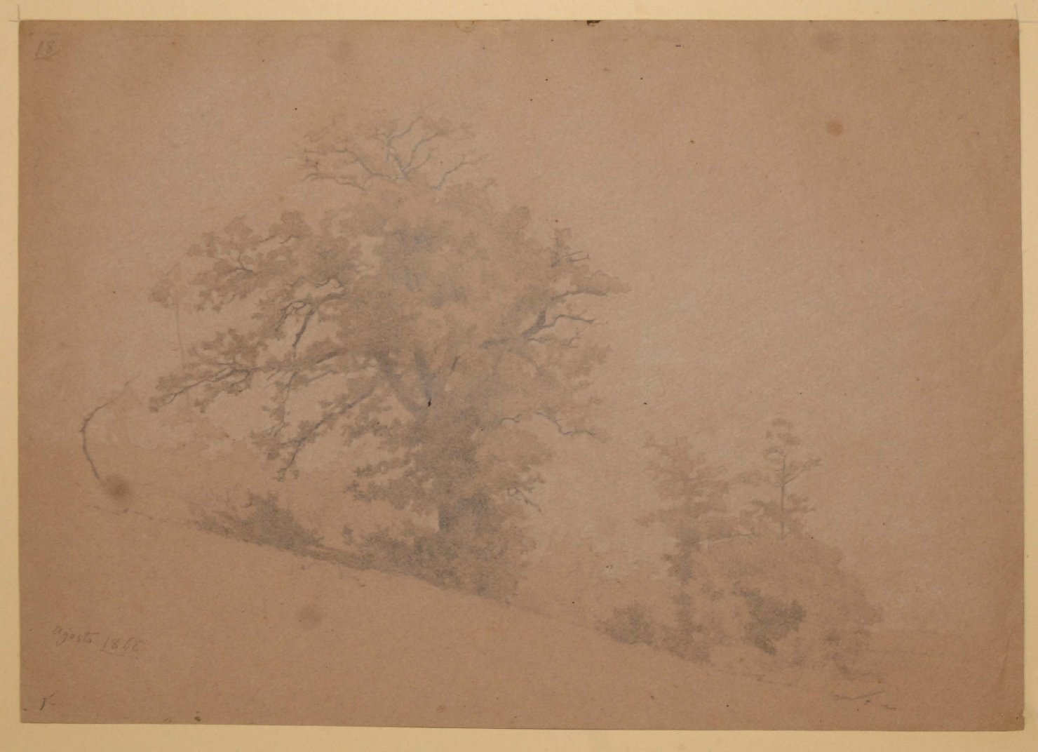 Abeti su un declivio, paesaggio con alberi (disegno, opera isolata) di Bruzzi Stefano (sec. XIX)
