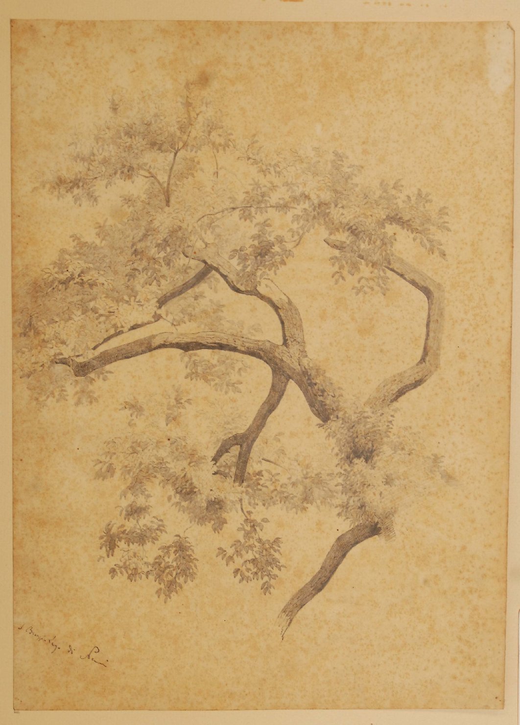 Lago di Nemi, albero (disegno, opera isolata) di Bruzzi Stefano (sec. XIX)