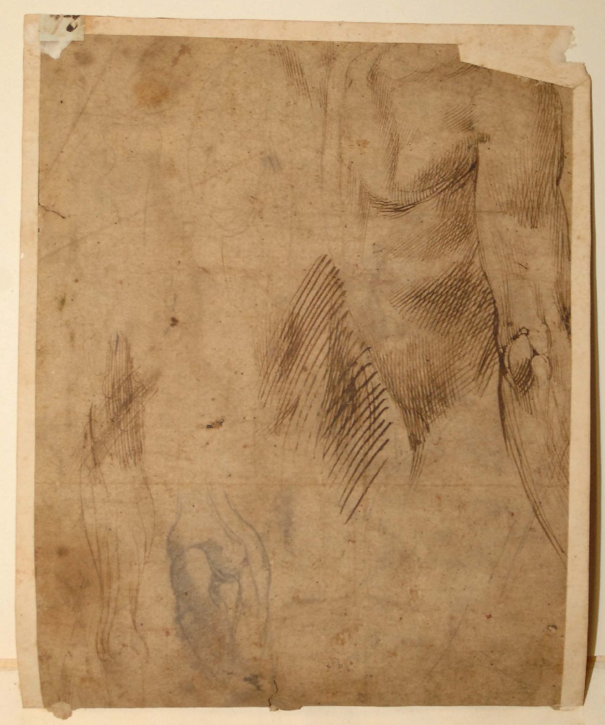 parti del corpo umano (disegno) - ambito emiliano (sec. XVI)