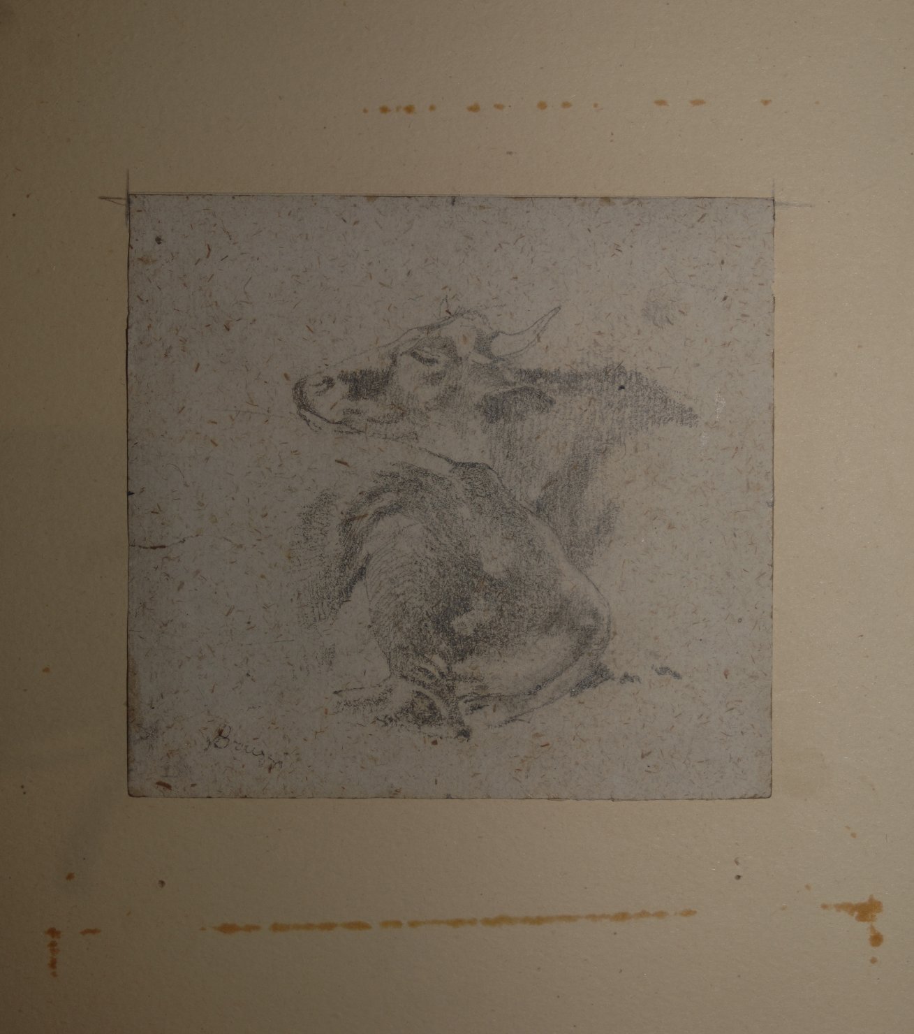 studi per un bue (disegno, opera isolata) di Bruzzi Stefano (terzo quarto sec. XIX)