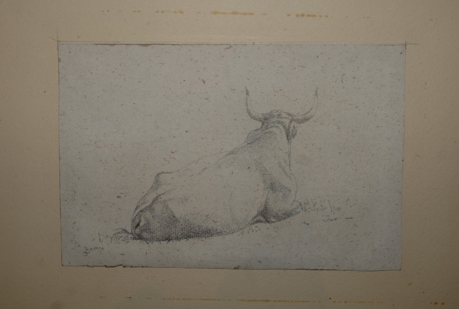 toro accosciato (disegno, opera isolata) di Bruzzi Stefano (terzo quarto sec. XIX)