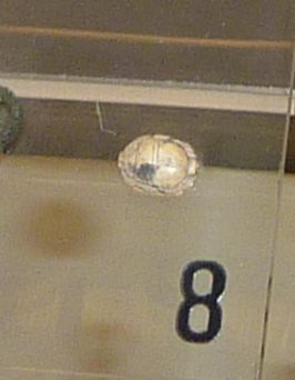 scarabeo (IX sec. a.C./ VIII sec. a.C)