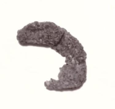 fibula - Piceno IV B (seconda metà sec. VI a. C)
