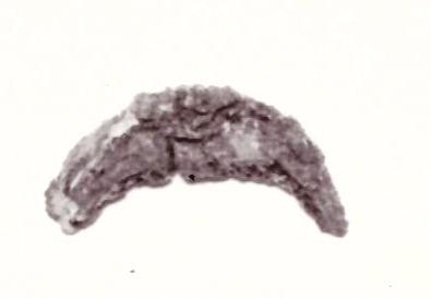 fibula - Piceno IV B (seconda metà sec. VI a. C)