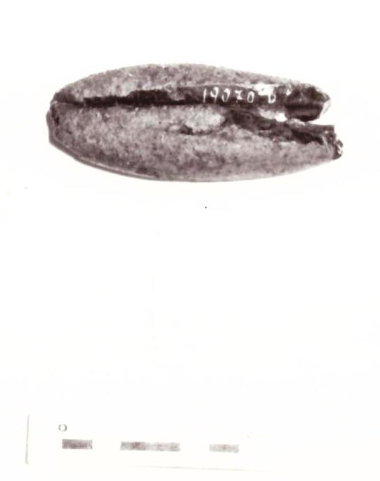 fibula - Piceno IV B (seconda metà sec. VI a. C)