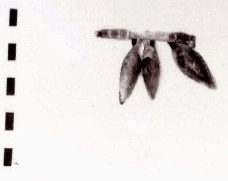 fibula - Piceno IV A (prima metà sec. VI a. C)