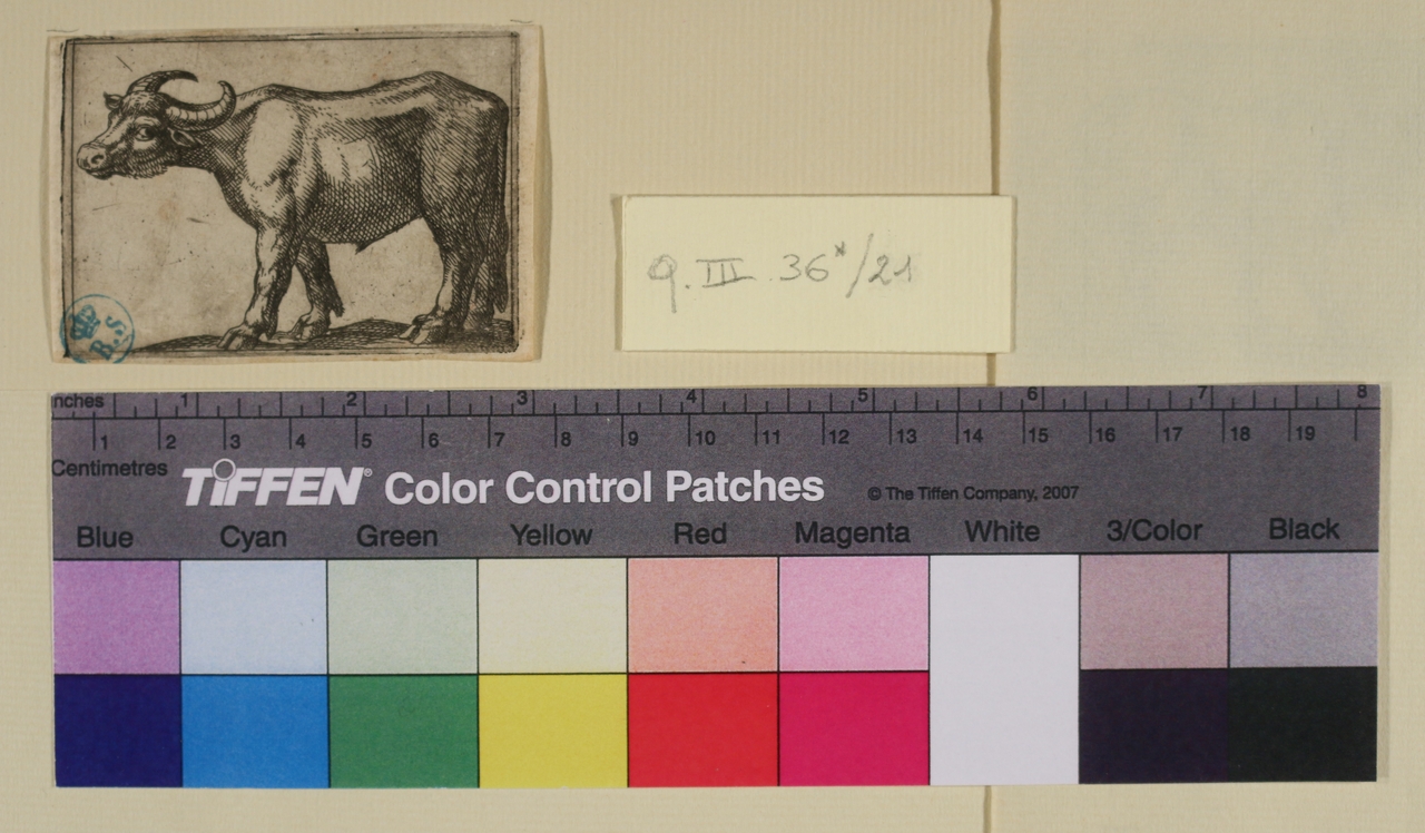 Bue, Varie specie di animali (stampa smarginata) di Antonio Tempesta - ambito italiano (sec. XVI)