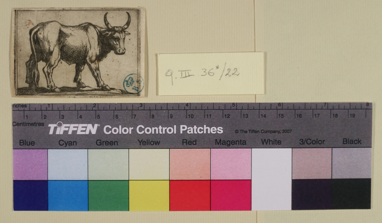 Bue, Varie specie di animali (stampa smarginata) di Antonio Tempesta - ambito italiano (sec. XVI)