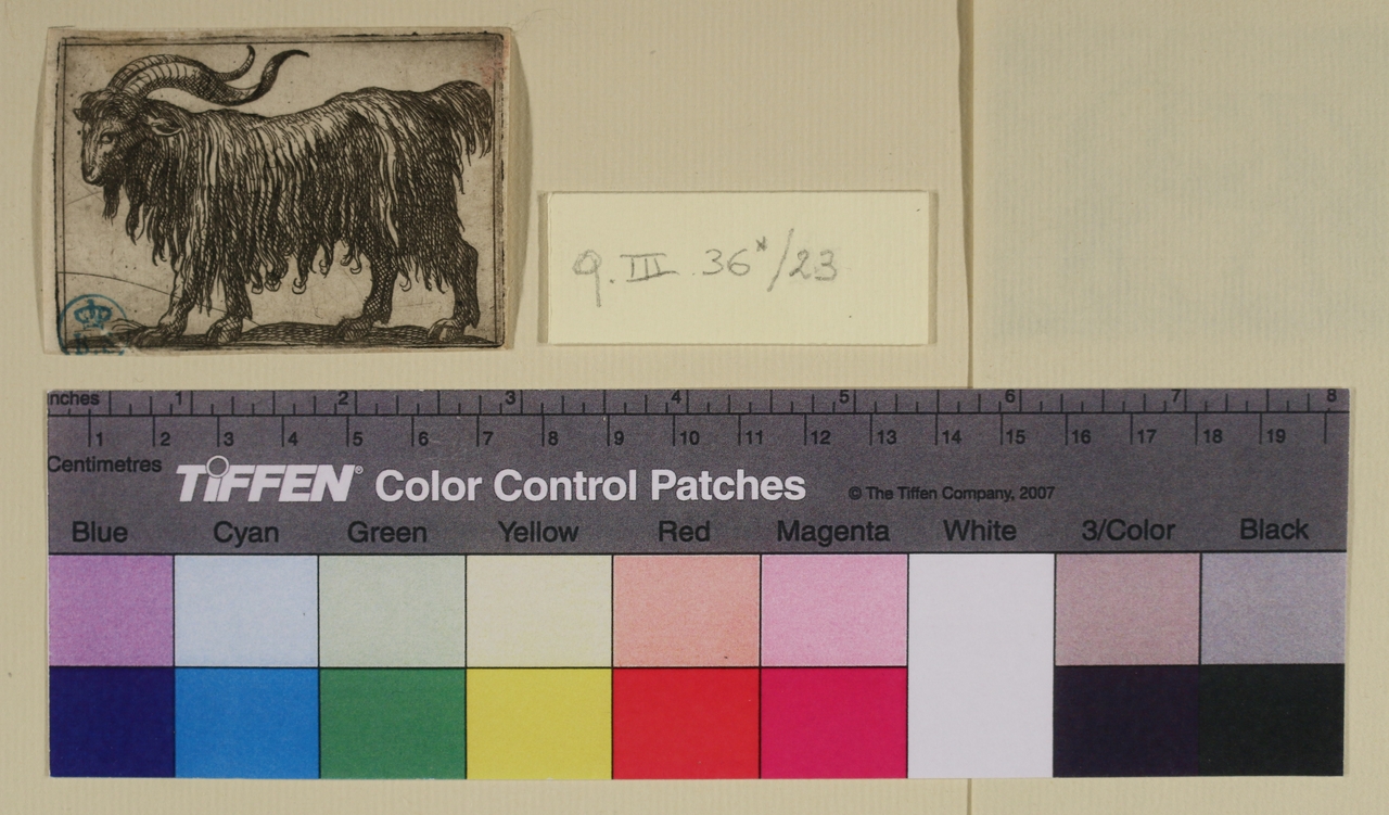 Montone, Varie specie di animali (stampa smarginata) di Antonio Tempesta - ambito italiano (sec. XVI)