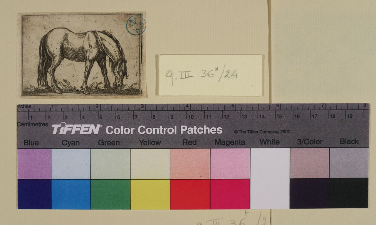 Cavallo, Varie specie di animali (stampa smarginata) di Antonio Tempesta - ambito italiano (sec. XVI)