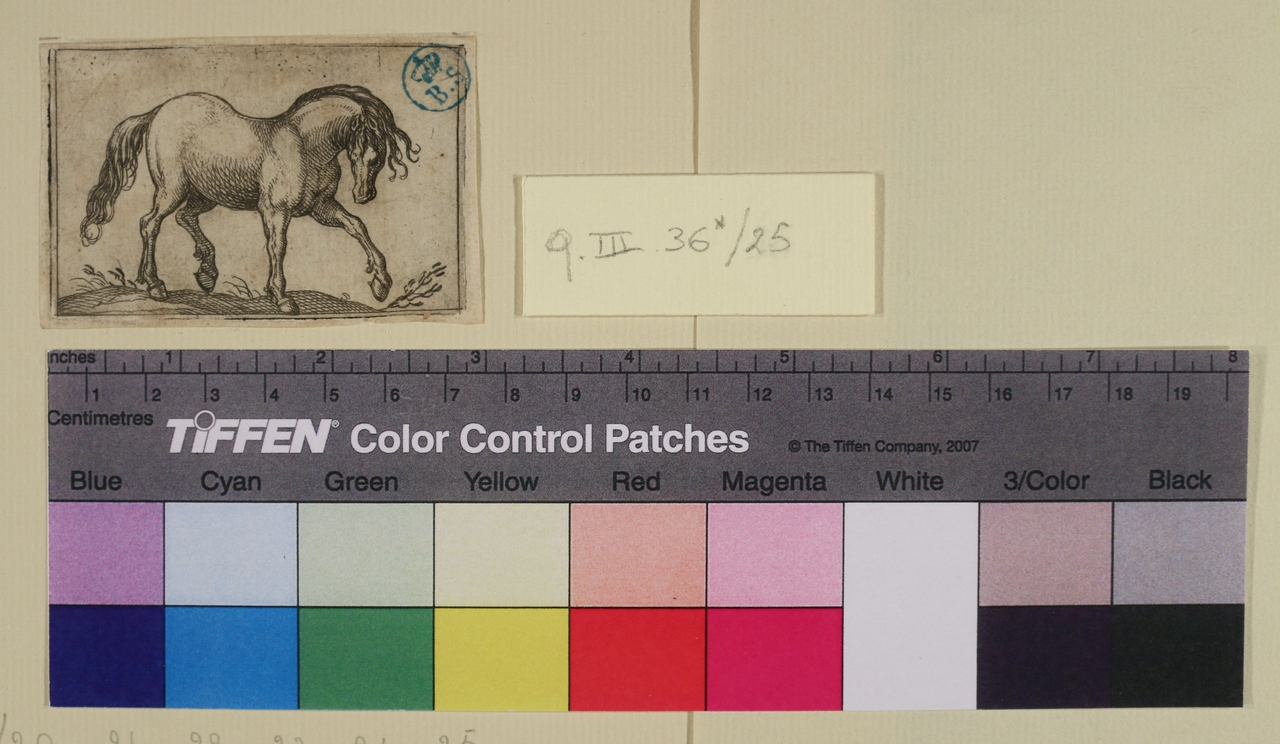 Cavallo, Varie specie di animali (stampa smarginata) di Antonio Tempesta - ambito italiano (sec. XVI)