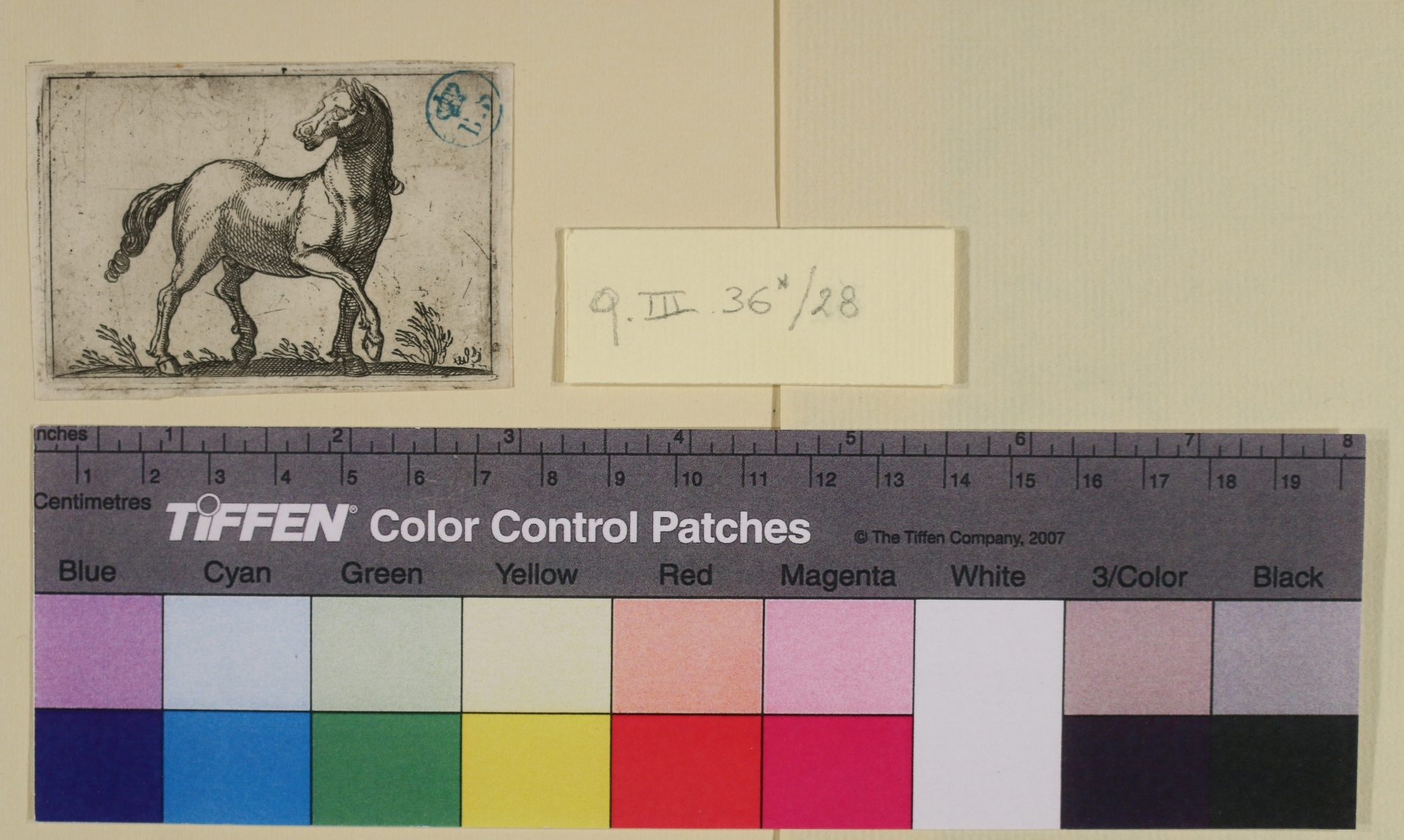 Cavallo, Varie specie di animali (stampa smarginata) di Antonio Tempesta - ambito italiano (sec. XVI)