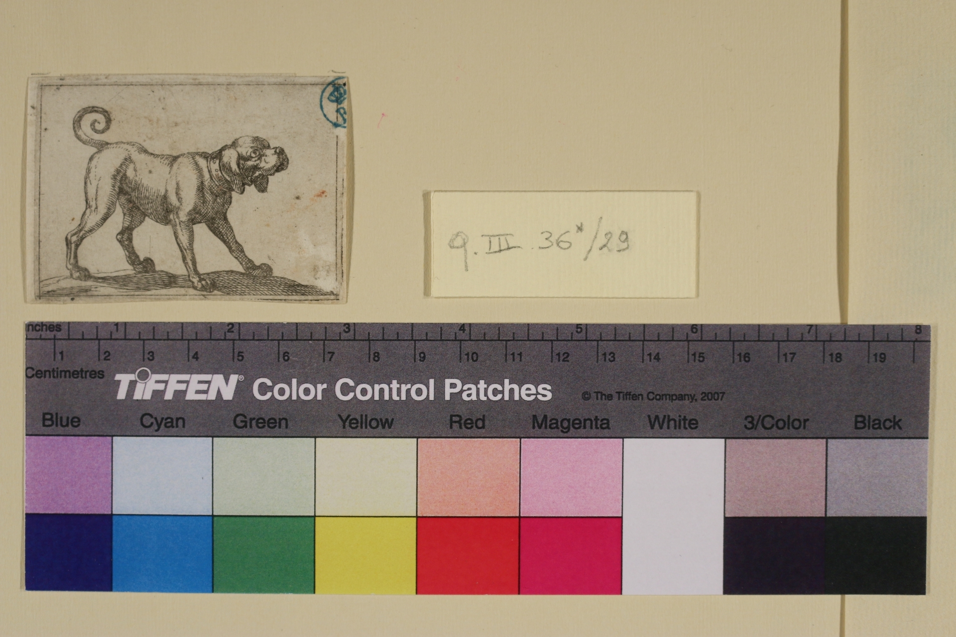 Cane, Varie specie di animali (stampa smarginata) di Antonio Tempesta - ambito italiano (sec. XVI)