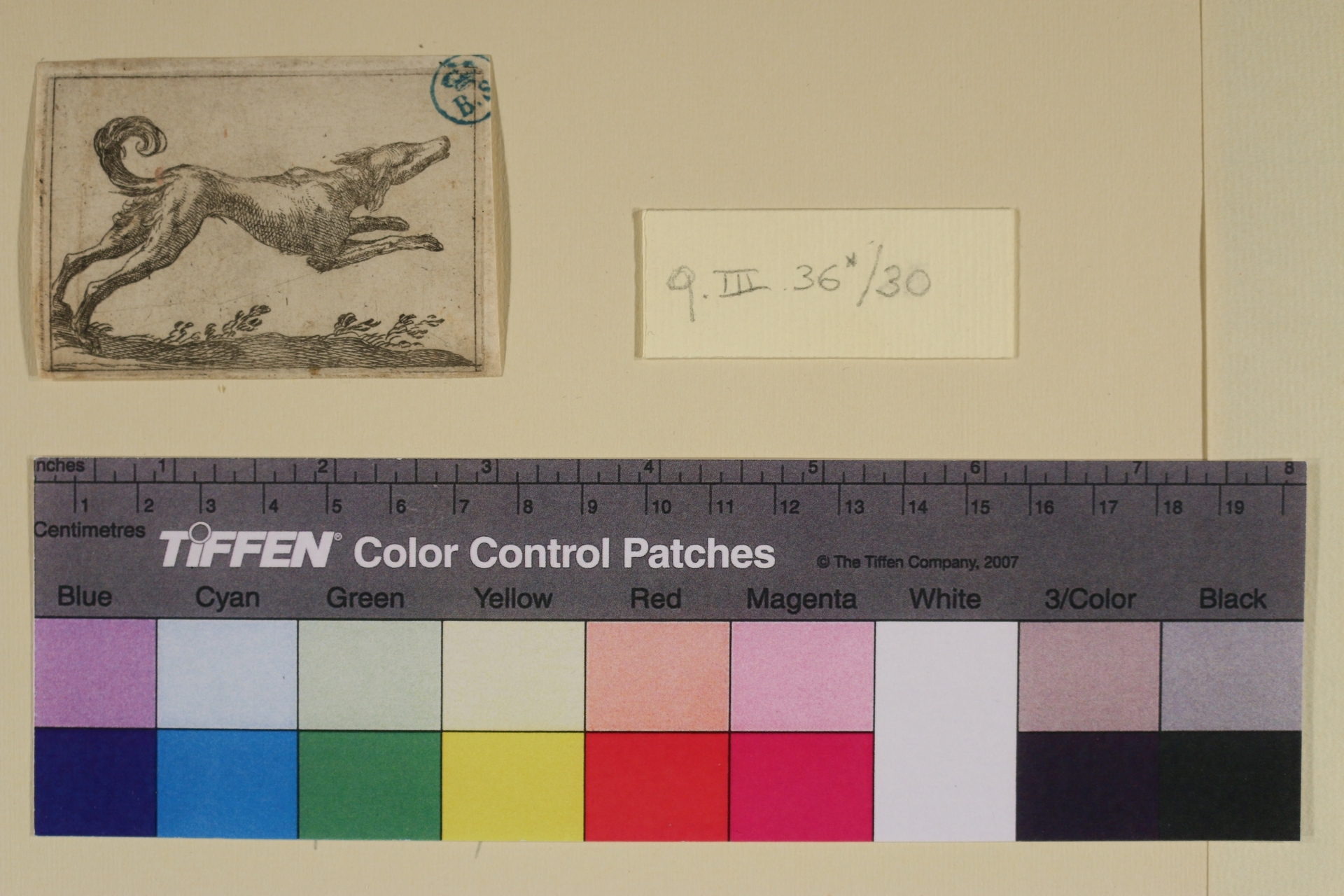 Cane da caccia, Varie specie di animali (stampa smarginata) di Antonio Tempesta - ambito italiano (sec. XVI)