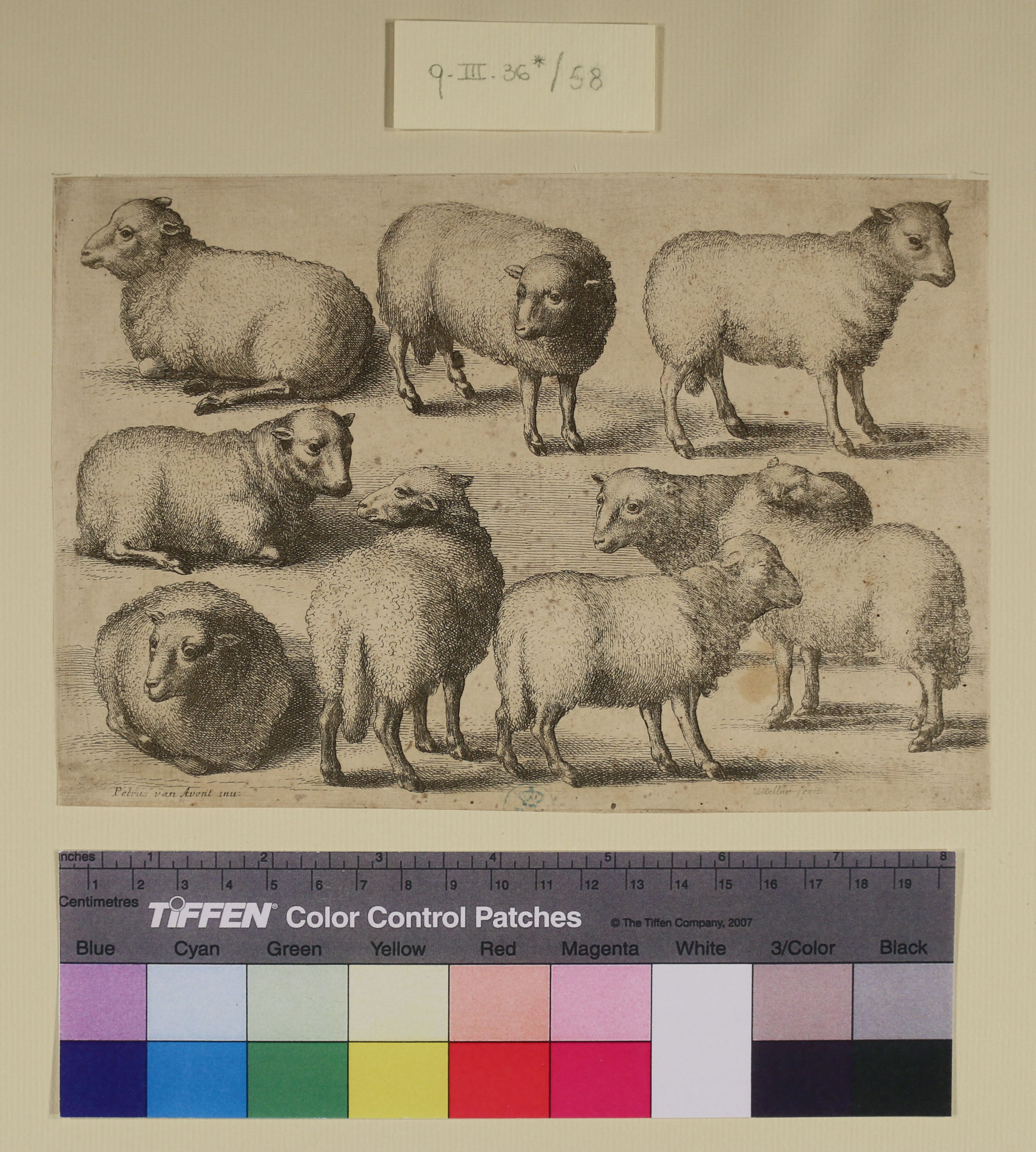 Nove pecore (stampa smarginata) di Wenzel Hollar o Wenceslaus Hollar, Pieter van Avont (sec. XVII)