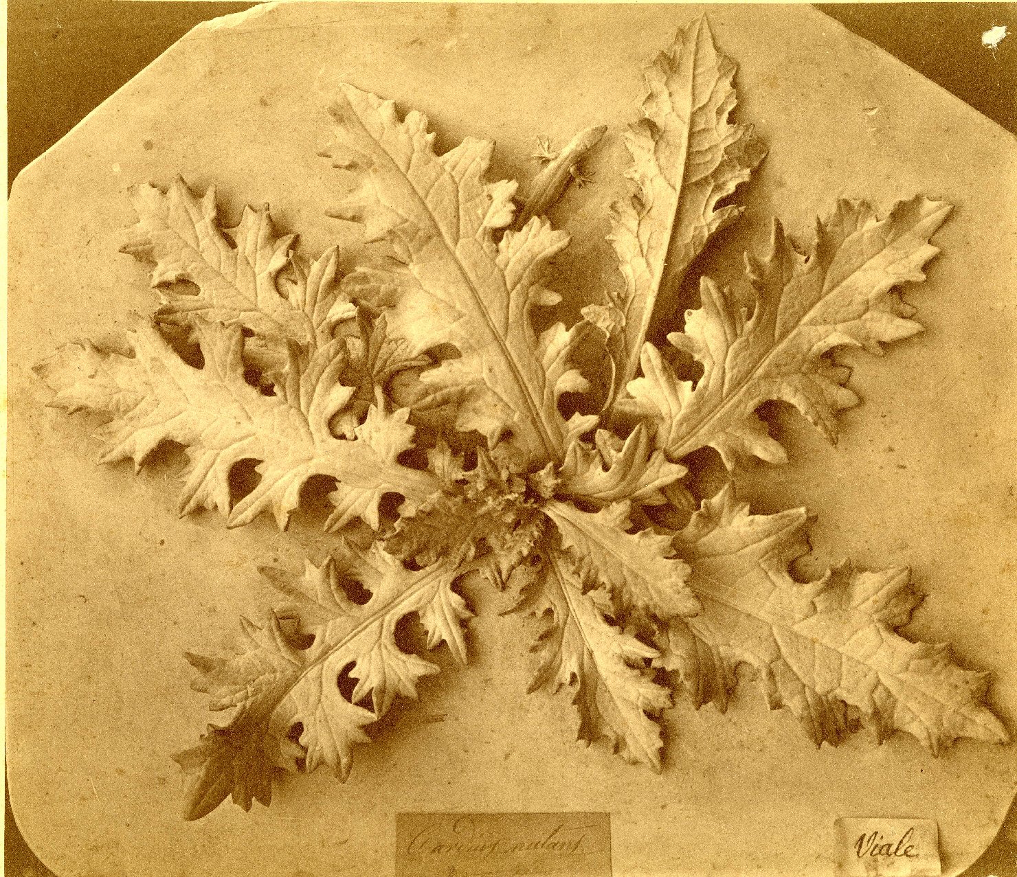 Botanica - Piante - Erbacee - Acanto (positivo) di Poppi, Pietro (XIX)