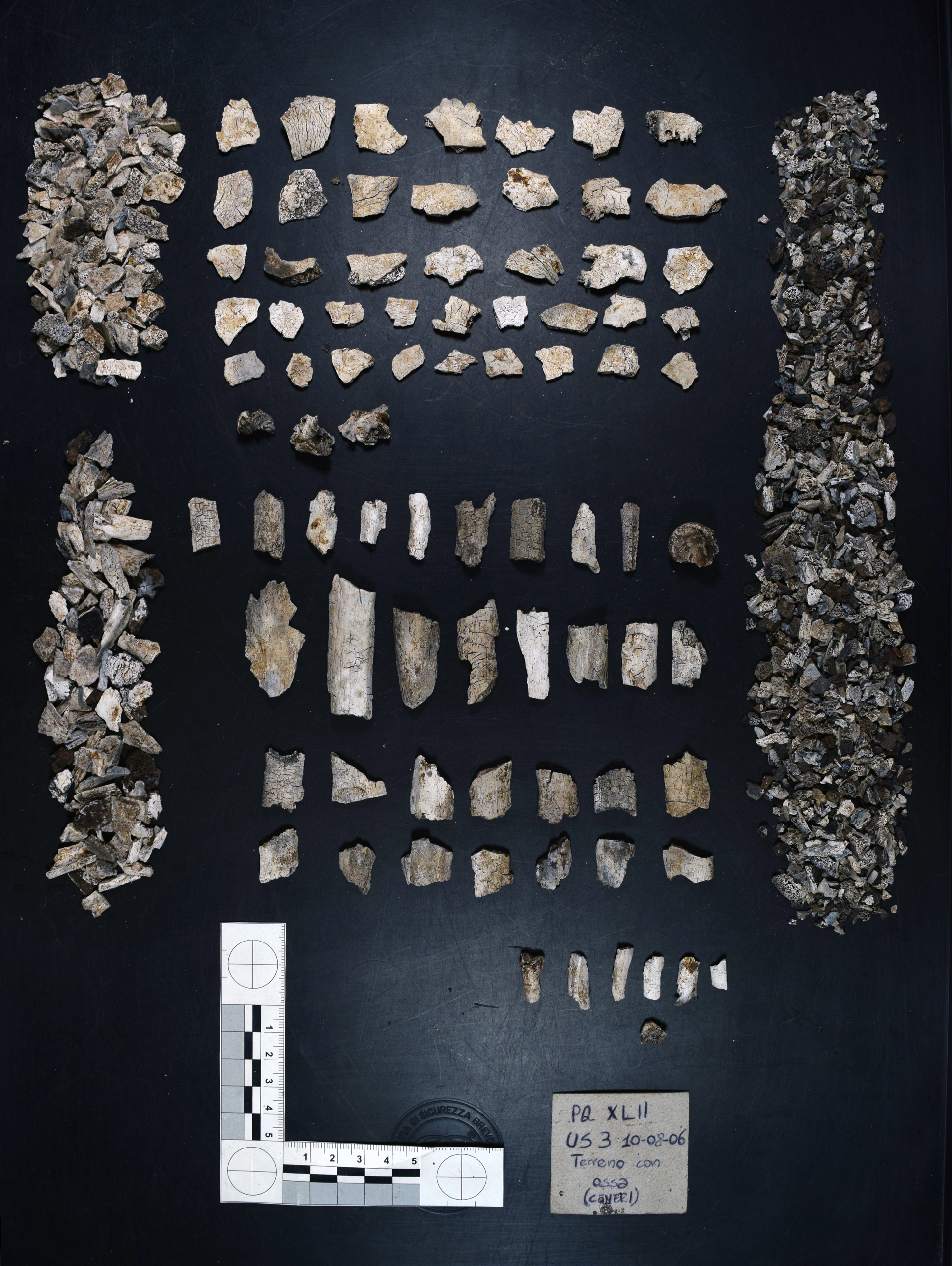 reperti antropologici pertinenti a un unico individuo, reperto osteo-dentario (Età del Bronzo finale)