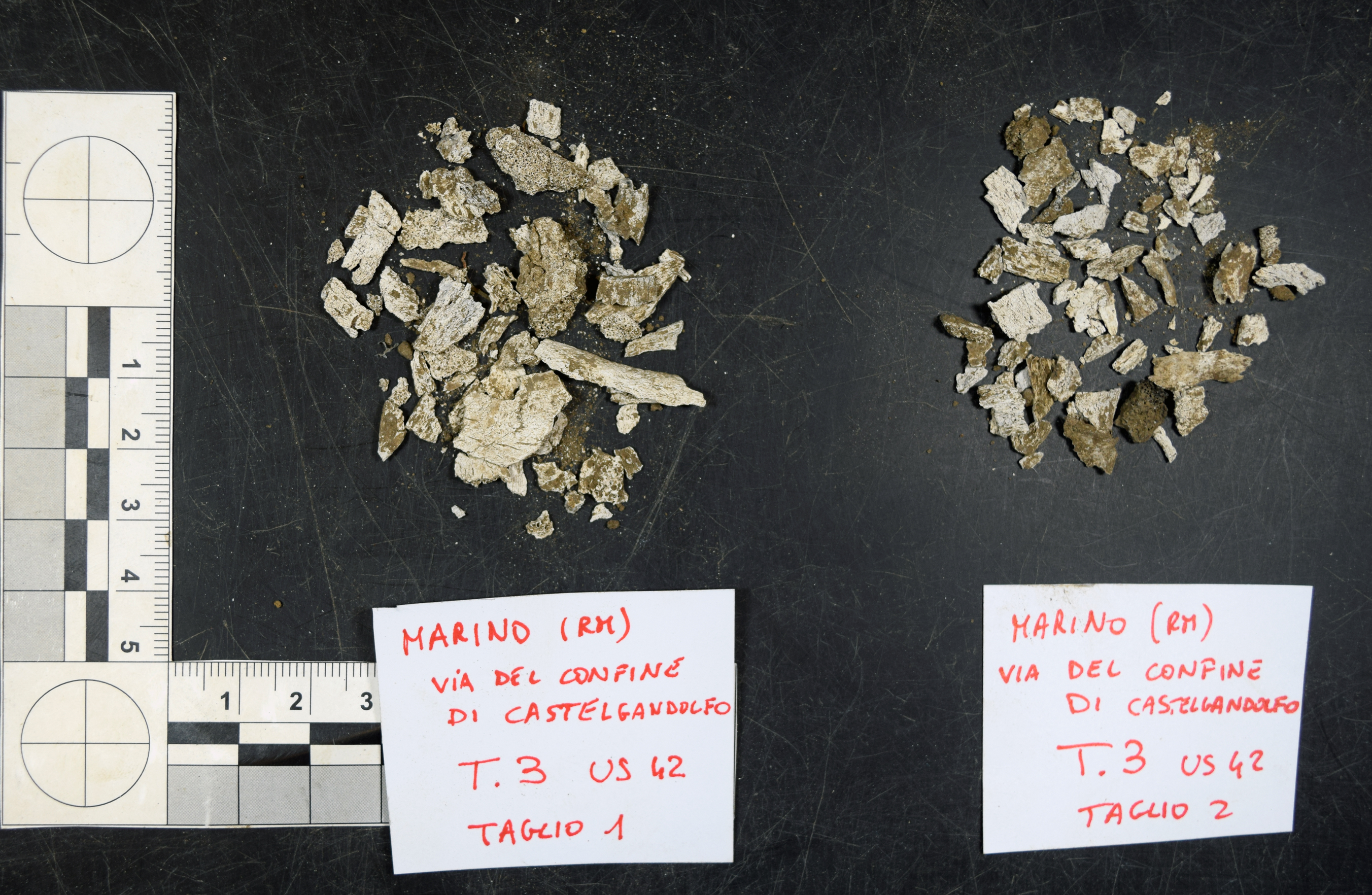 reperti antropologici pertinenti a un unico individuo, reperto osteo-dentario (morfologia/ struttura alterata post mortem per intervento antropico, combusto) (Età del Bronzo finale)