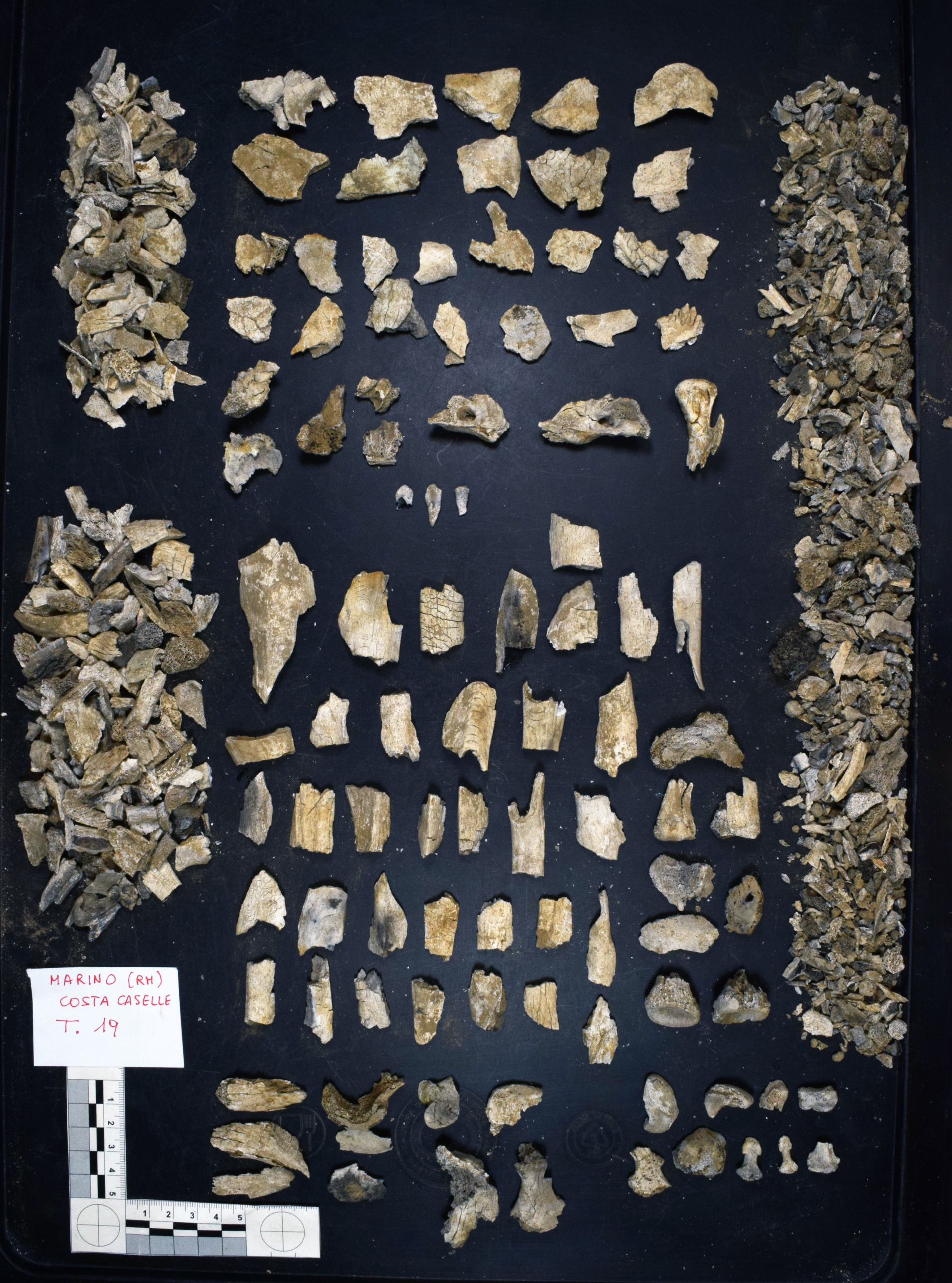 reperti antropologici pertinenti a un unico individuo, reperto osteo-dentario (morfologia/ struttura alterata post mortem per intervento antropico, combusto) (Età del Bronzo finale)