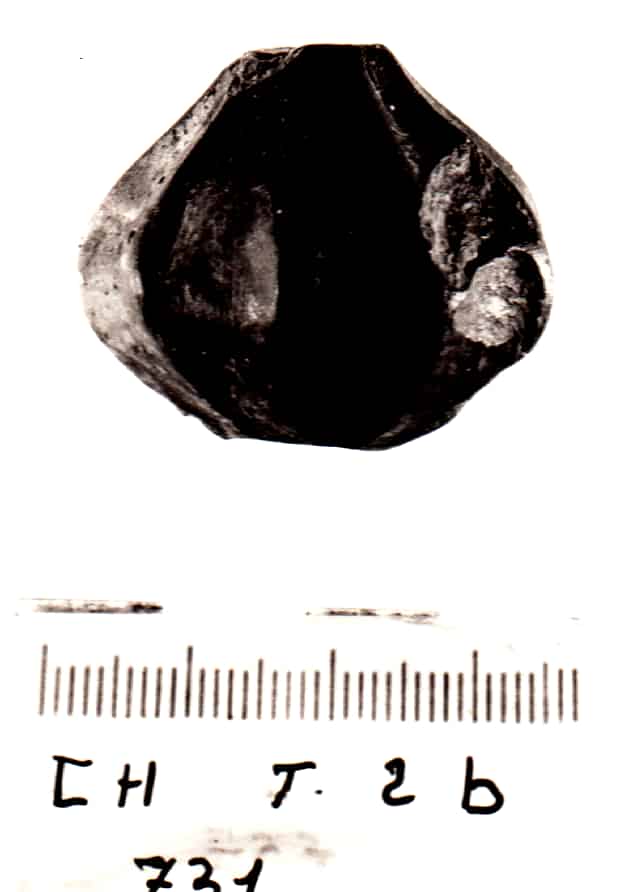 fuseruola (VIII - VII a.C)