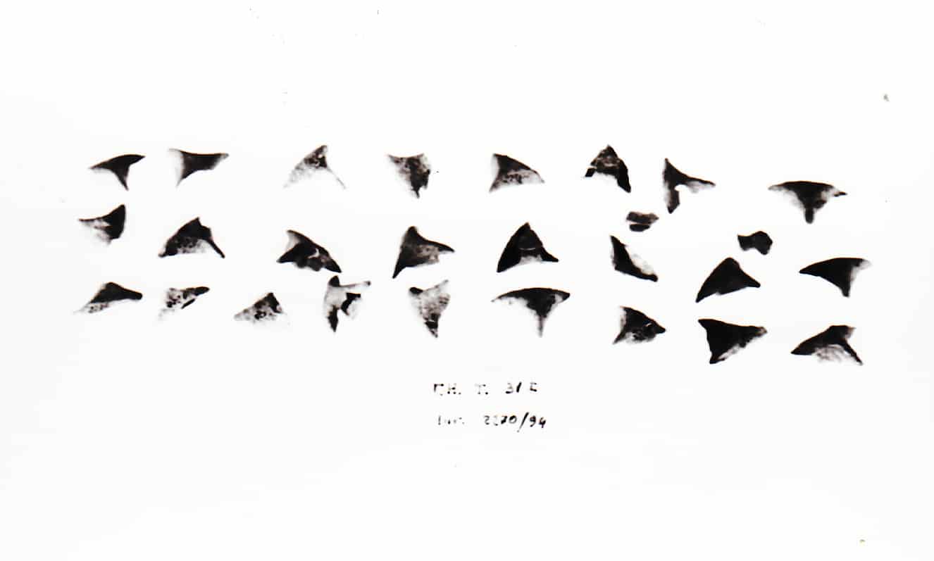 borchia - Cultura Ligure della Prima Età del Ferro (VII a.C)