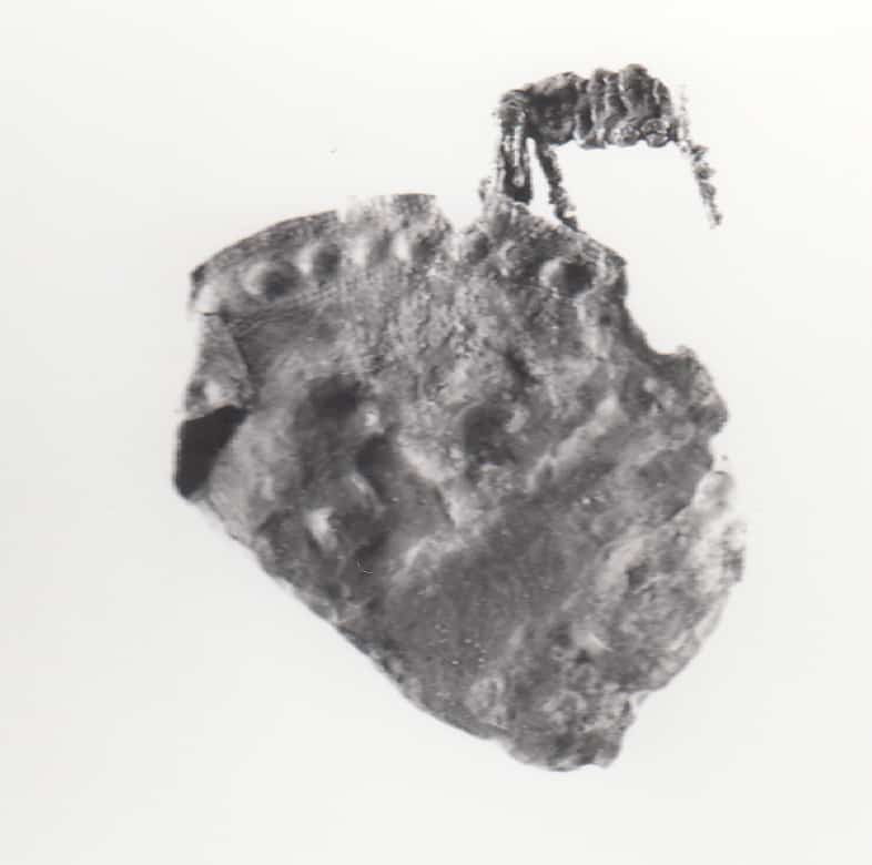 disco - Cultura Ligure della Prima Età del Ferro (VII a.C)