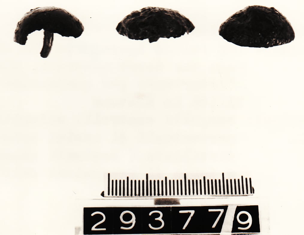 borchia - Cultura Ligure (VII a.C)