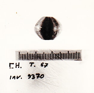 fuseruola - Cultura Ligure della Prima Età del Ferro (VII a.C)