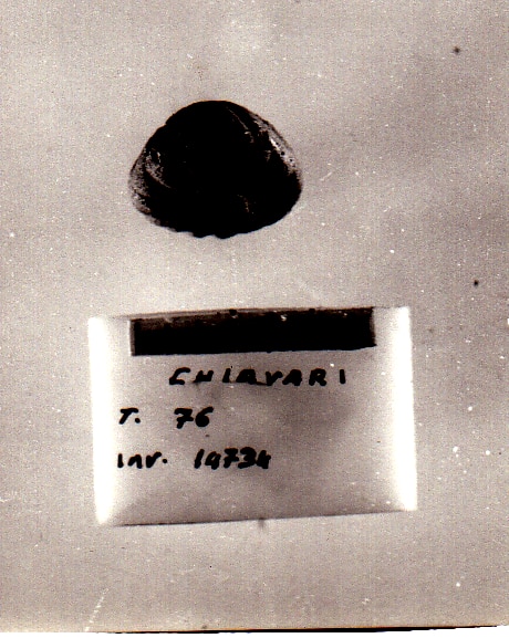 fuseruola - Cultura Ligure della Prima Età del Ferro (VII a.C)