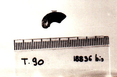 vago - Cultura Ligure della Prima Età del Ferro (VII a.C)