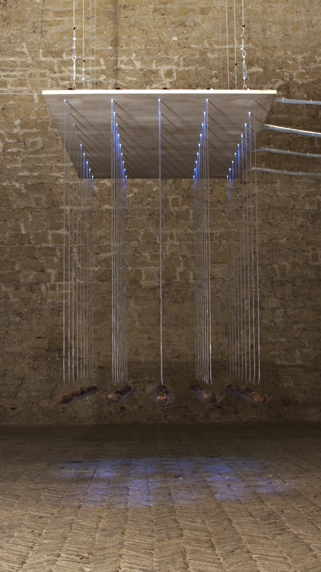 Anastatica sensibile (installazione multimediale interattiva) di Di Maro, Daniela (sec. XXI)