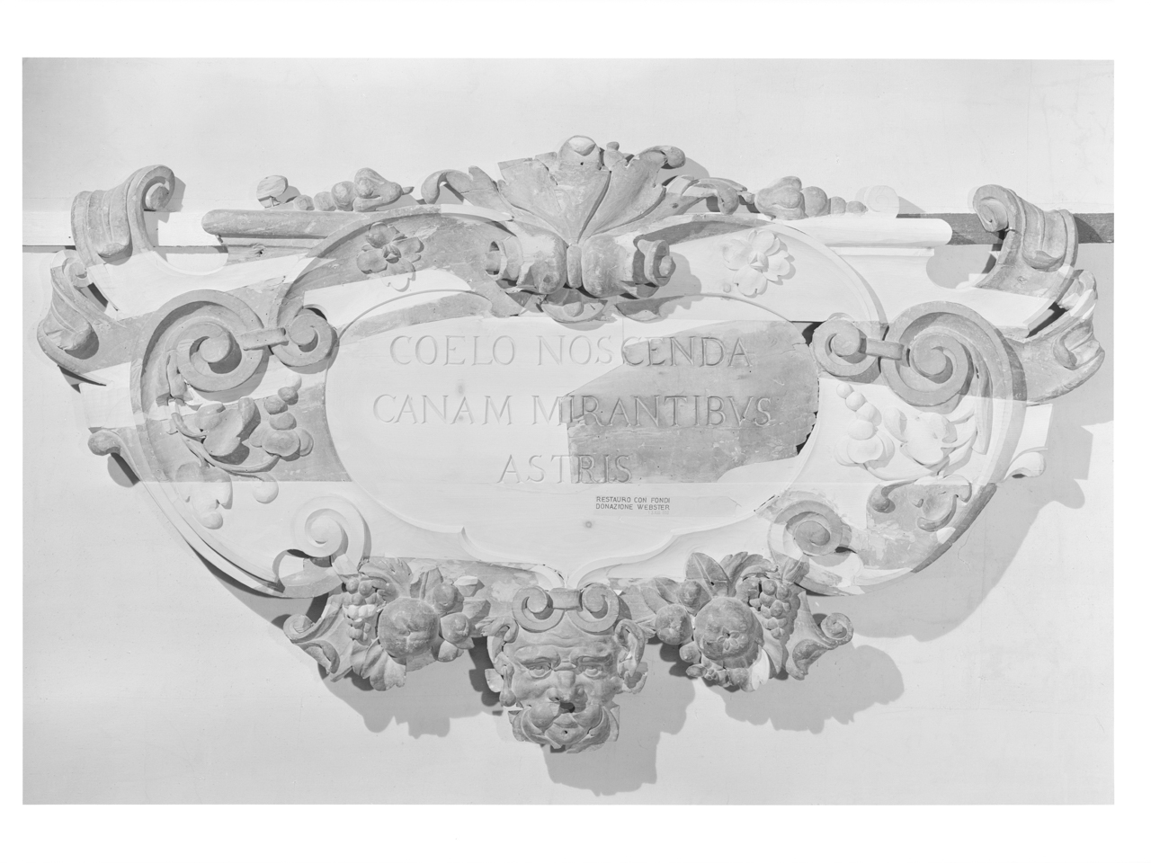 Scultura - Elementi decorativi - Soffitto - Sculture lignee - Cartella collocata nel riquadro intorno alla statua di Apollo (negativo) di Fototecnica Bolognese, Morandi, Antonio detto il Terribilia, Paolucci, Antonio detto Levanti, Lelli, Ercole, Giannotti, Silvestro (XX)