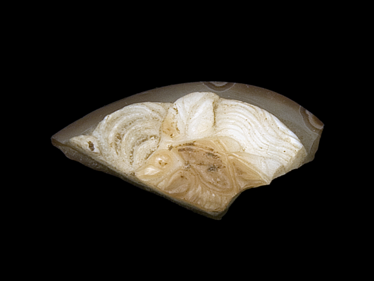 testa di donna (cammeo, frammento) - bottega romana (?) (secc. I a.C./ I d.C)