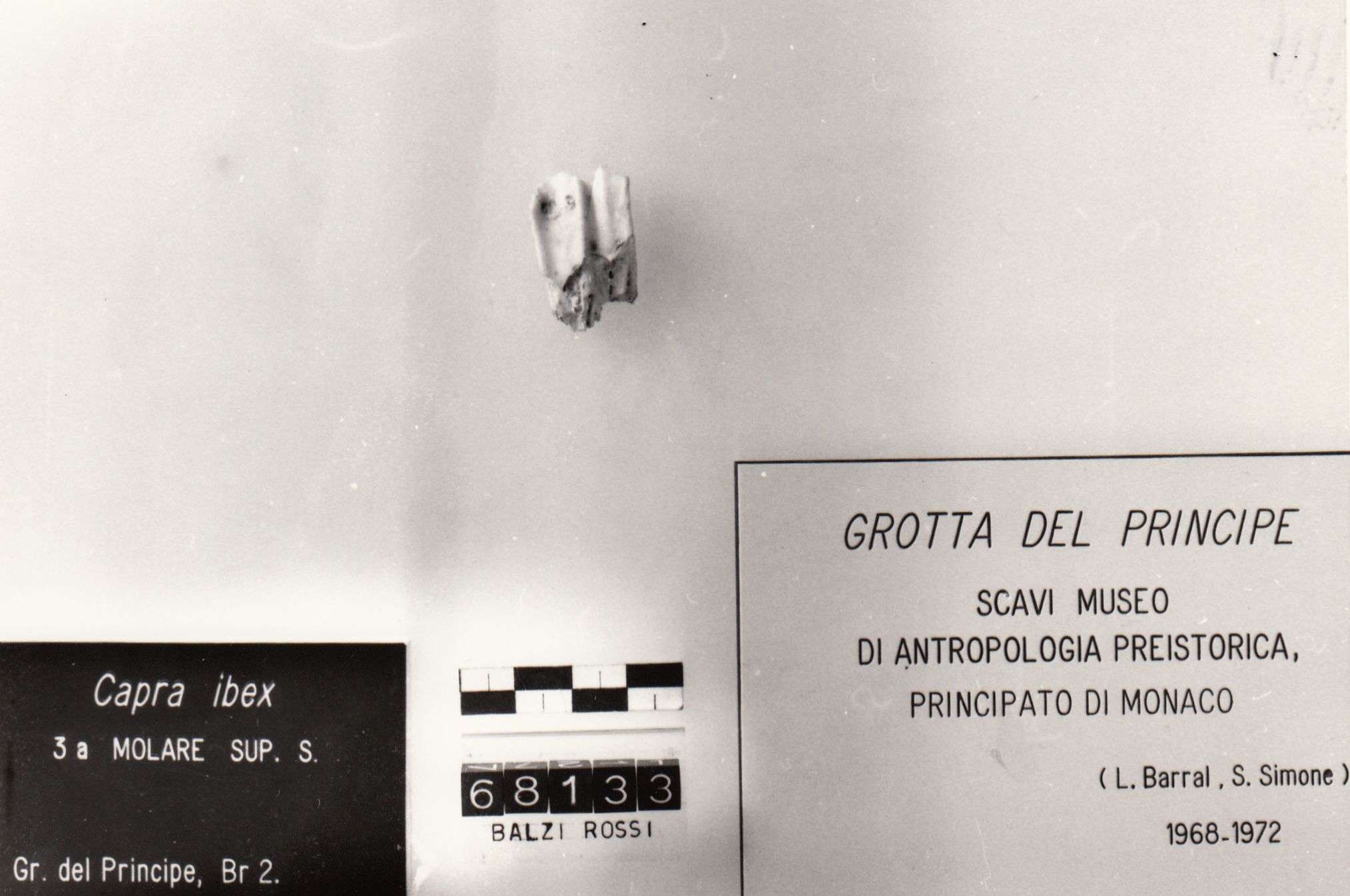 dente stambecco (Tayaciano Paleolitico inferiore)