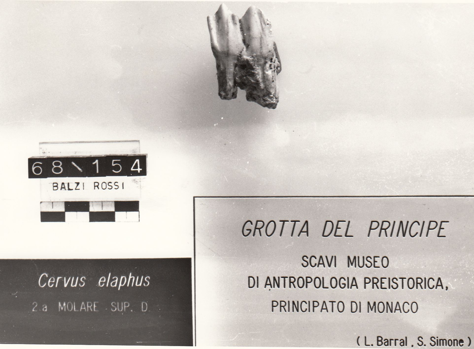dente cervo (Tayaciano Paleolitico inferiore)