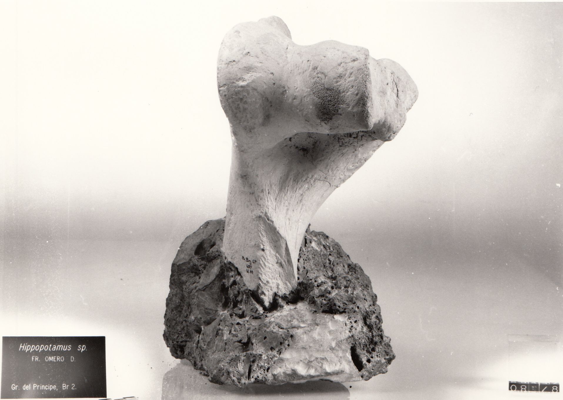 osso di ippopotamo (Tayaciano Paleolitico inferiore)