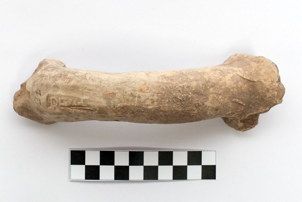 anfora/ ansa - manifattura di Giancola (metà/ metà secc. II/ I a.C)