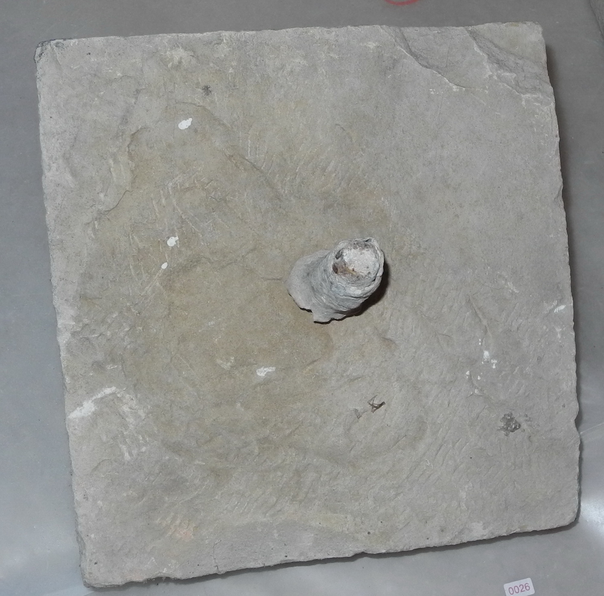 chiusino, opera isolata - ambito Italia centrale (ultimo quarto sec. XV)