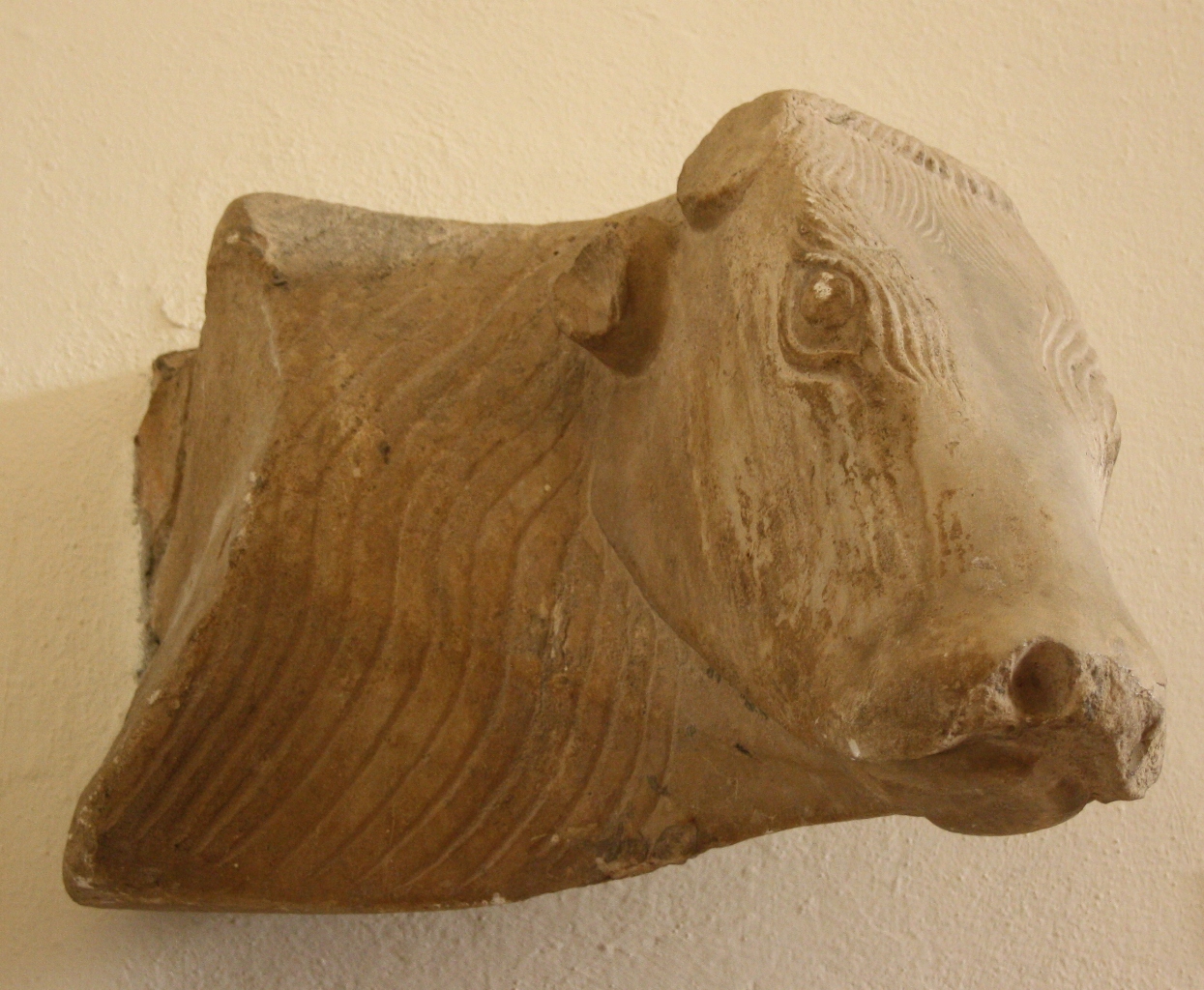 testa di bue (scultura) - bottega Italia centrale (sec. XIII)
